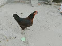 Aseel and Desi Hens with chicks are available for sale