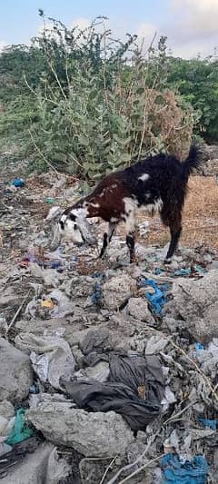 goat for qurbani aqeqa