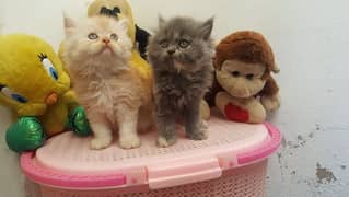 Persian kittens and cats available Whatsapp 03250992331