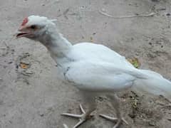 Paper white Aseel chicks