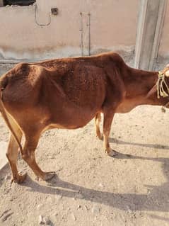 qurbani cow for sell