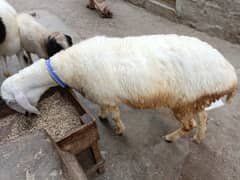 sheep for sale | dumba | eid qurbani