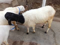 sheep for sale | dumba | eid qurbani