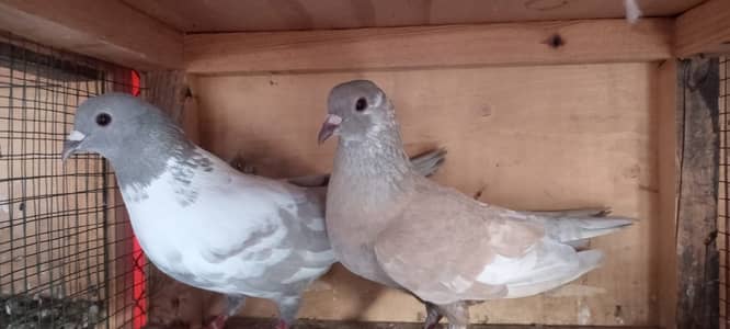 Kasni kabre pair
