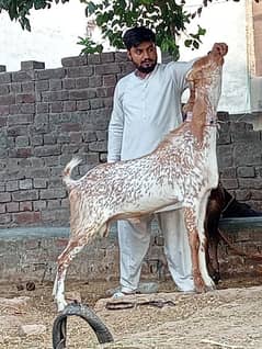 Makhi cheena Bakra or Ni 4 hai