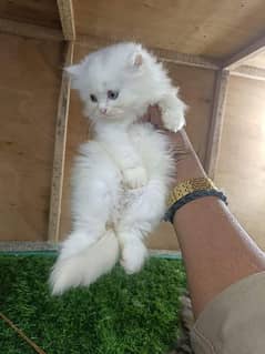 Persian kittens and cats available Whatsapp Number 0 3 25 0 99 23 31