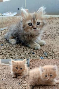 bi color pure Persian long coat kittens