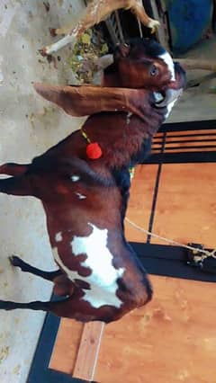 bakra