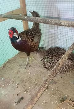 for sale pair Sur.   khab male female hen eggs