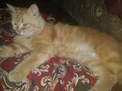 persian cat 8 month ki hai