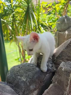 Playful White Persian Kitten