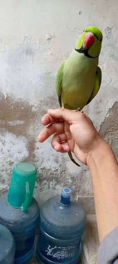 green parrot\hand team parrot