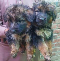 German shefered puppies