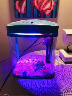 Small fish tank