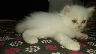 Triple Coated Extreme Punch Face Persian Kittens Healthy and Active