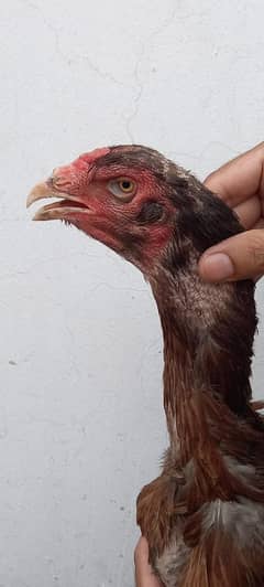 Thai hen n chicks for sale