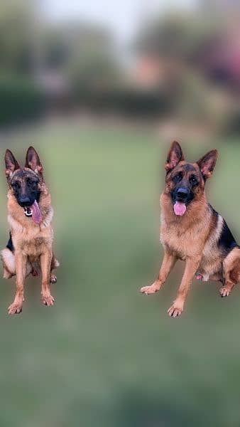 Original German shepherd 4