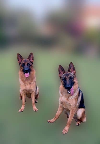 Original German shepherd 5