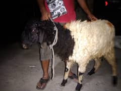 Bakra / Goat / sheep / Goat for sale
