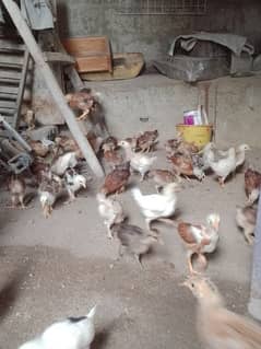 golden misri chicks for sell