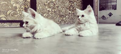 kittens persian