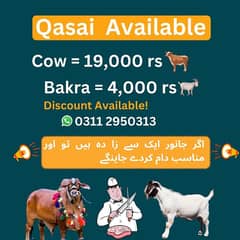 Qasai - Qasab - zibah Qurbani - slaughter - Cow - butcher - kasai Eid