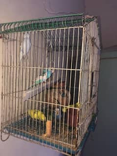 parrots 5 and 5egg cage be sath urgent sale