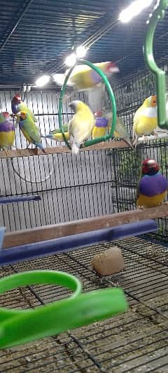 OFFER GOULDIAN Ready to first breed Pairs o3o9 3 3 3 7 5 7 4