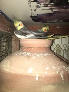 parrots for urgent sale in malir