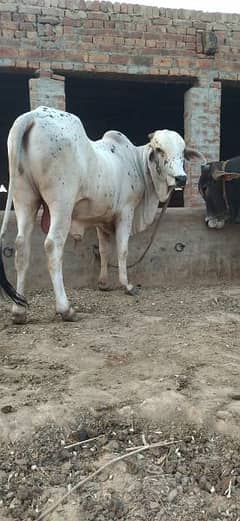 2 Beautiful Cholistani Bull for sale (02 teeth White,  Brown 04 teeth)