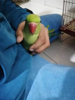 Green Ringneck parrot