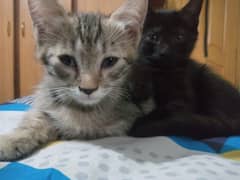 Pair of kittens for sale