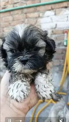 Shitzu male puppy available