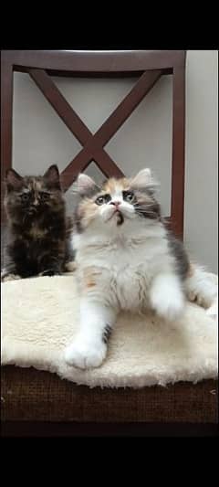 Persian kittens available for sale ( triple coated)