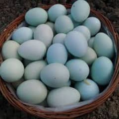 GOLDEN MISRI FERTILE EGGS