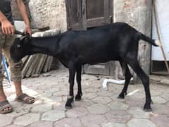 Amritsari Beetal