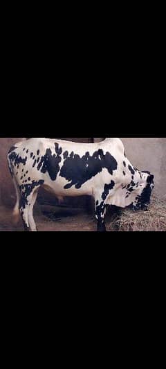 Mashallah very beautiful calf