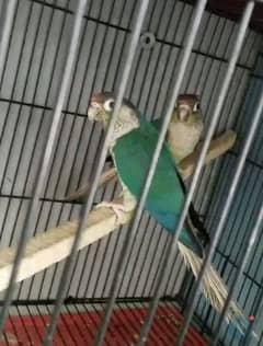 Rosa burke, green chik conure,Rump, suncunor blue tarqise conure