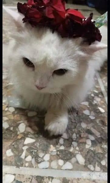 Cat Urgent For Sale 1