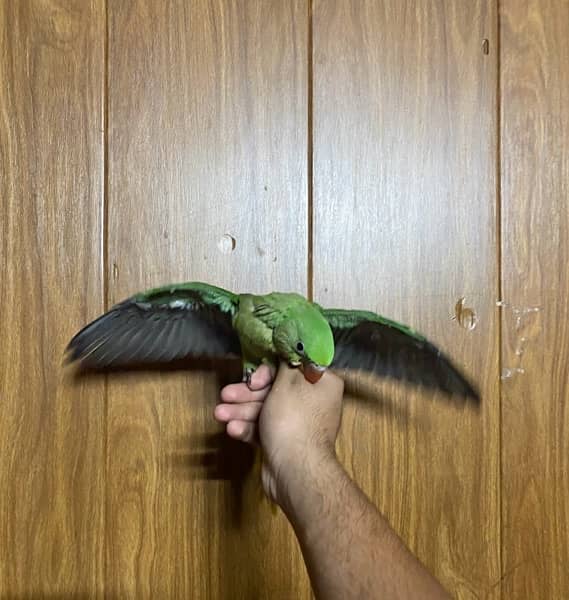 Raw parrot hand tamed self 0