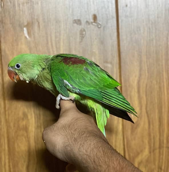 Raw parrot hand tamed self 1