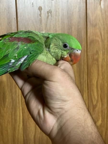 Raw parrot hand tamed self 3