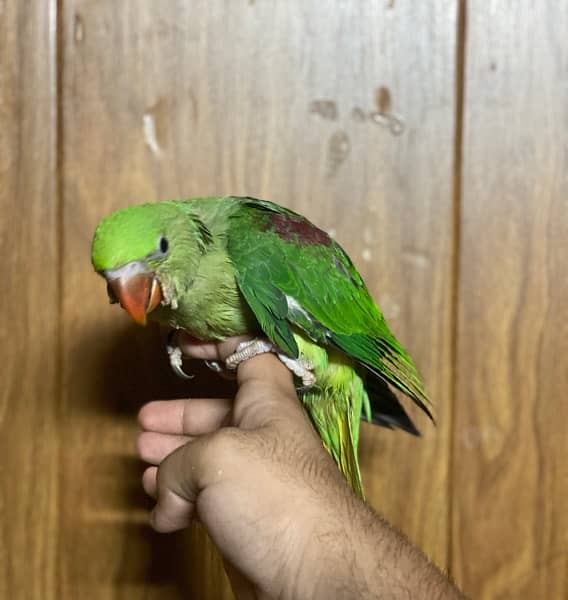 Raw parrot hand tamed self 5