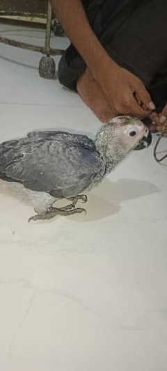 Congo size grey parrot Karachi breed