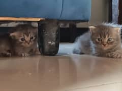 persian kitten pair on cheap peice