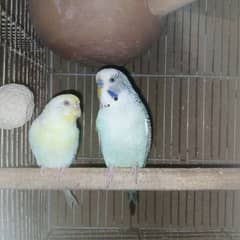 Budgies Exhibition male x Creamino female 0