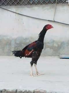 Aseel Male Available for sell High quality