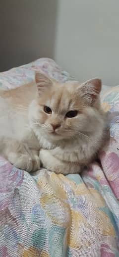 Persian cat for sale with accessories