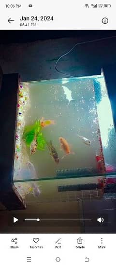 small fish aquriam