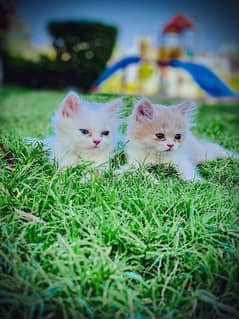 Persian breed Pair for sale